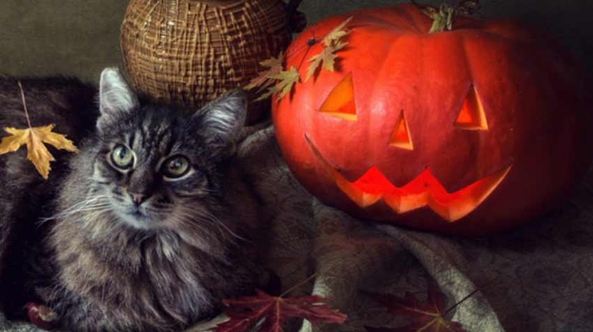13 Online Halloween Marketing Ideas